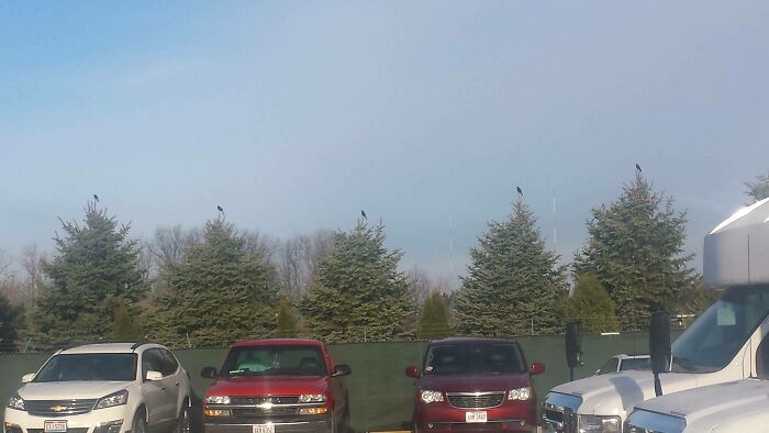 There Was A Bird On The Very Top Of Every Tree At Work Today