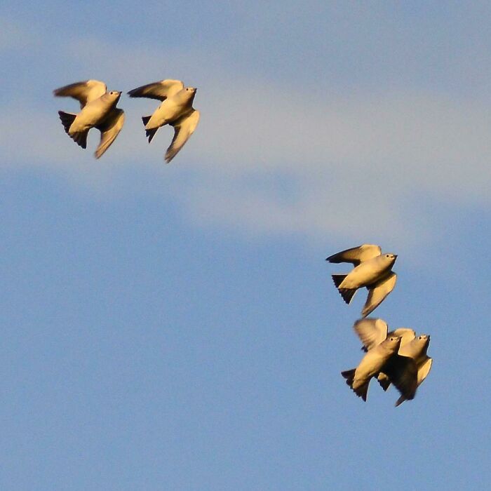 This Photo I Shot Of Flying Birds Looks Like I Copy-Pasted Them In Photoshop