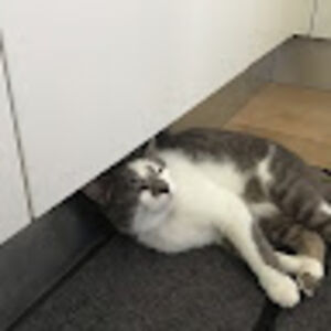 e_y7-2_lcolombo avatar