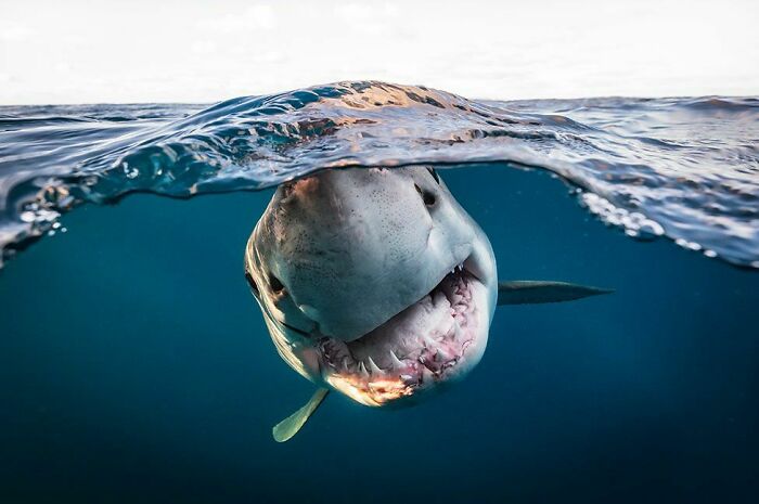 British Underwater Photographer Of The Year Winner 2022