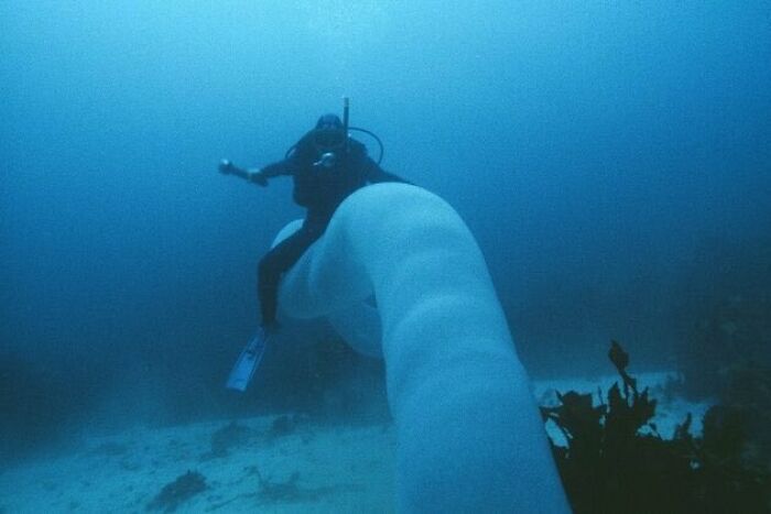 Un buceador montando una lombriz submarina gigante (Pyrosoma Atlanticum)