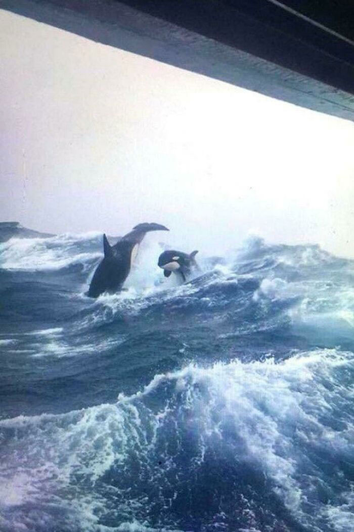 Orcas In The Waves