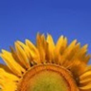 cerecerebration avatar