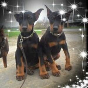 chris_urbanowski avatar