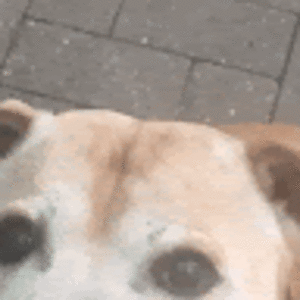 ameliaschroder avatar