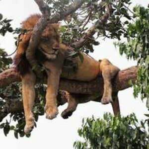 bjorn_heinesen avatar