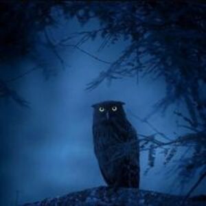 galactic-mara avatar