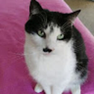 sandracorless avatar