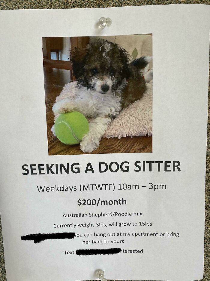 I’d Love To Watch Your Dog For Like $2 An Hour! 