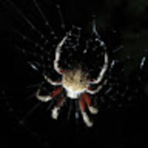 robertcolorsmith avatar