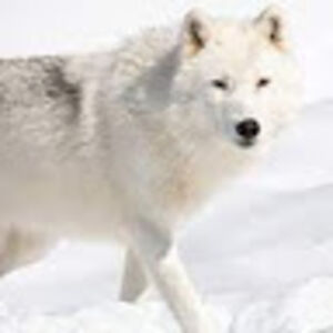 sebastiansanchez avatar