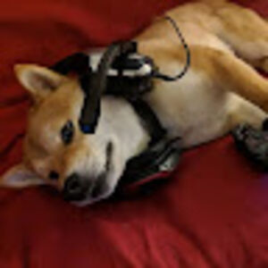 jasminelopez-lopez avatar