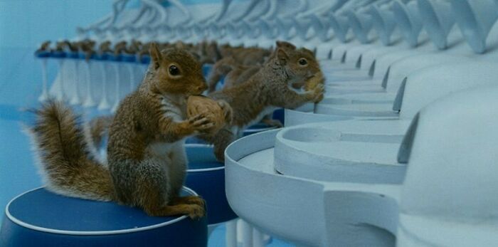 In Charlie And The Choclate Factory (2005). Instead Of Using Cgi, They Trained 40 Real Squirrels For 19 Weeks To Sit On A Stool And Crack Nuts And Drop Them Onto Conveyor Belts. (Trained By Micheal Alexander And Team)