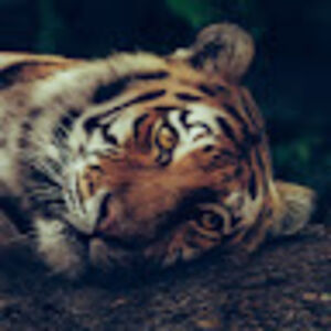 jellevermeulen avatar