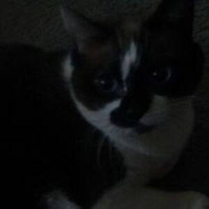 jimenezgrandma49 avatar