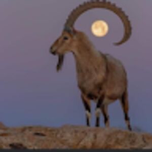 gabharstonefist avatar