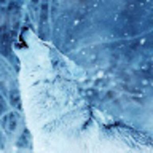 zarifaazizova avatar