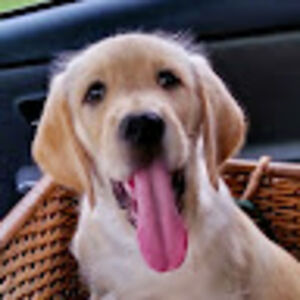 virginiafrederick avatar