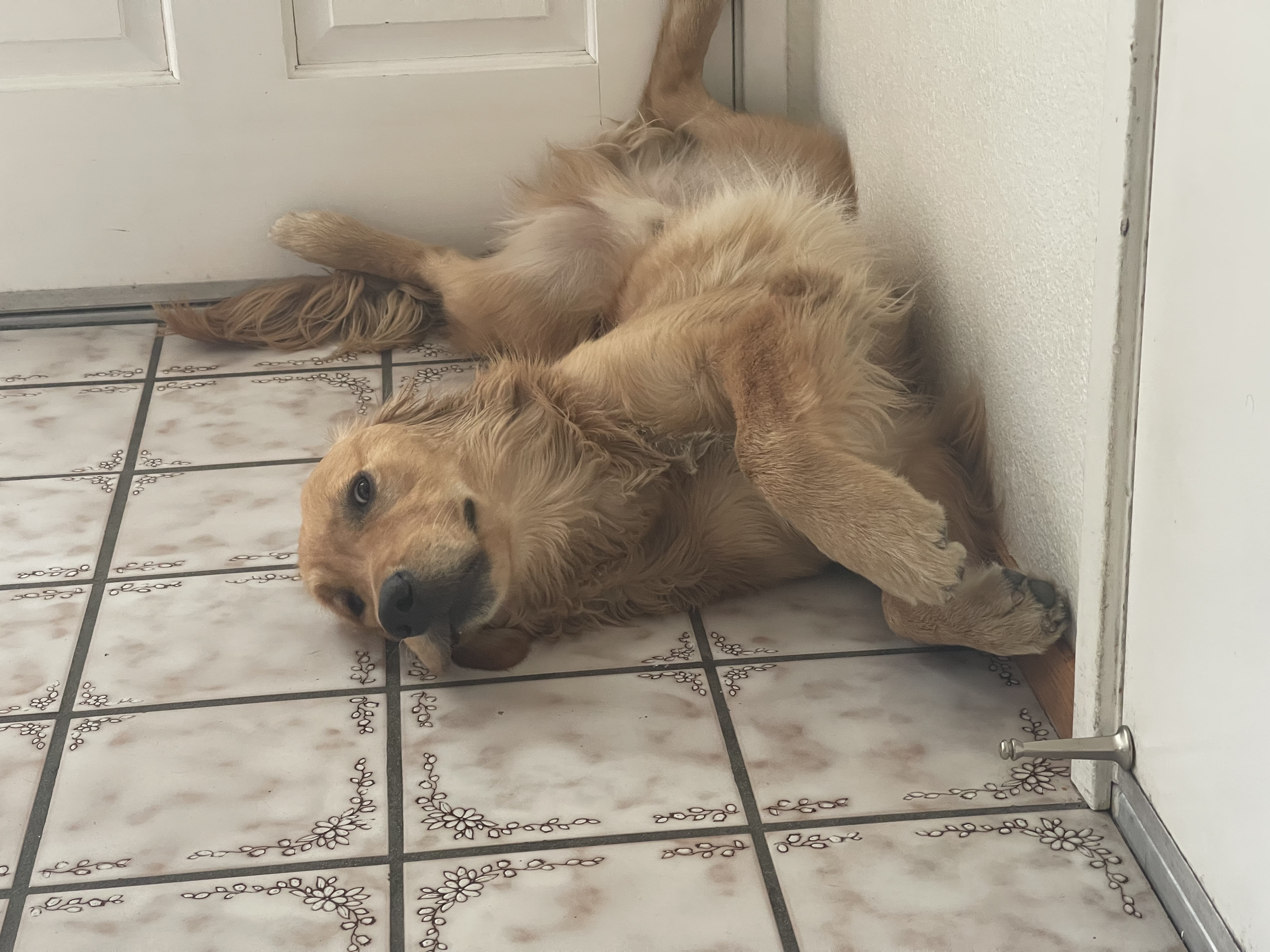 Hey Pandas, Post The Funniest Dog Or Cat Pic You Made (Closed)