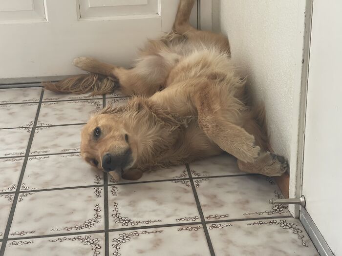 Hey Pandas, Post The Funniest Dog Or Cat Pic You Made (Closed)