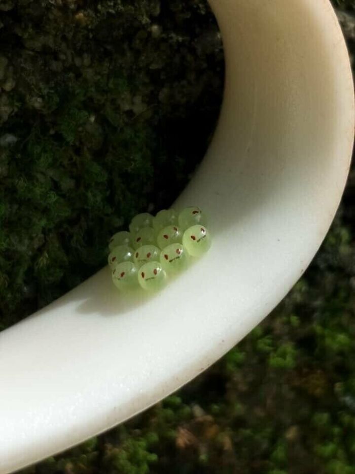 The Eggs Of The Green Shield Bug (Palomena Prasina) Look Like Emojis