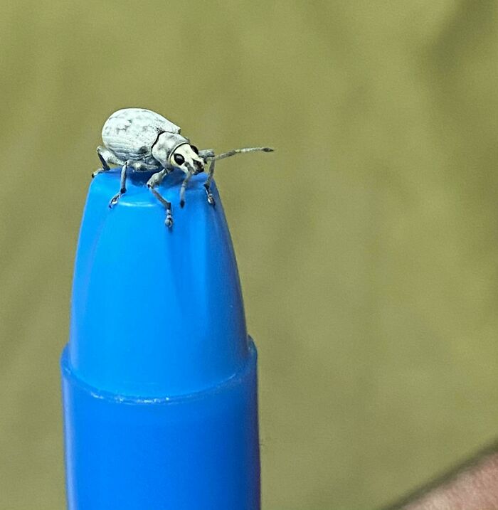 Found When I Went To Pick Up My Highlighter. Little White Bug With Dark Spots, Sitting On End Of Highlighter. Central Florida