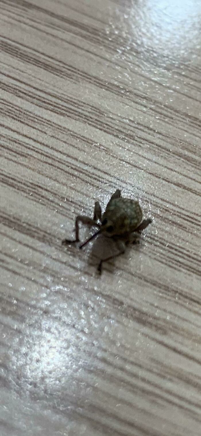 A Nut Weevil That Came In The Window To Say Hello. Such A Cute Little Bug