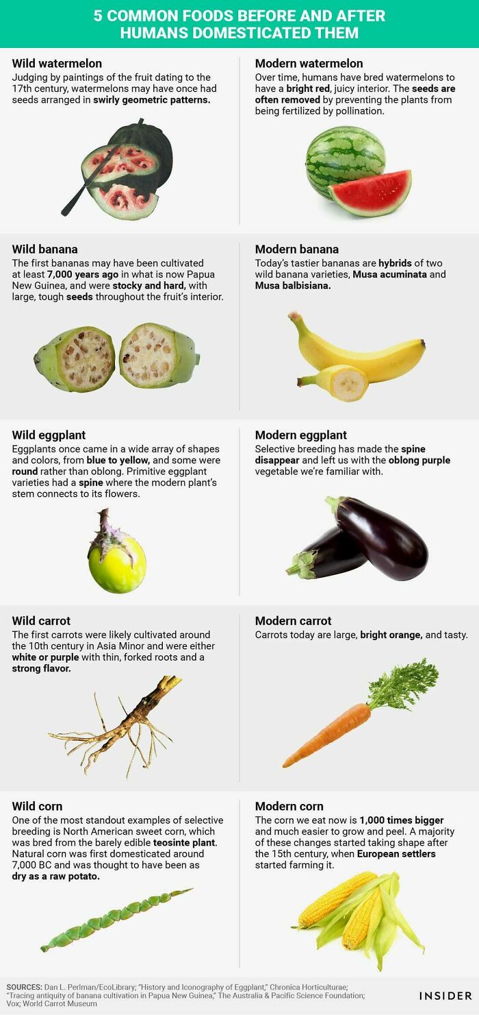 Common Foods Before Humans Domesticated Them