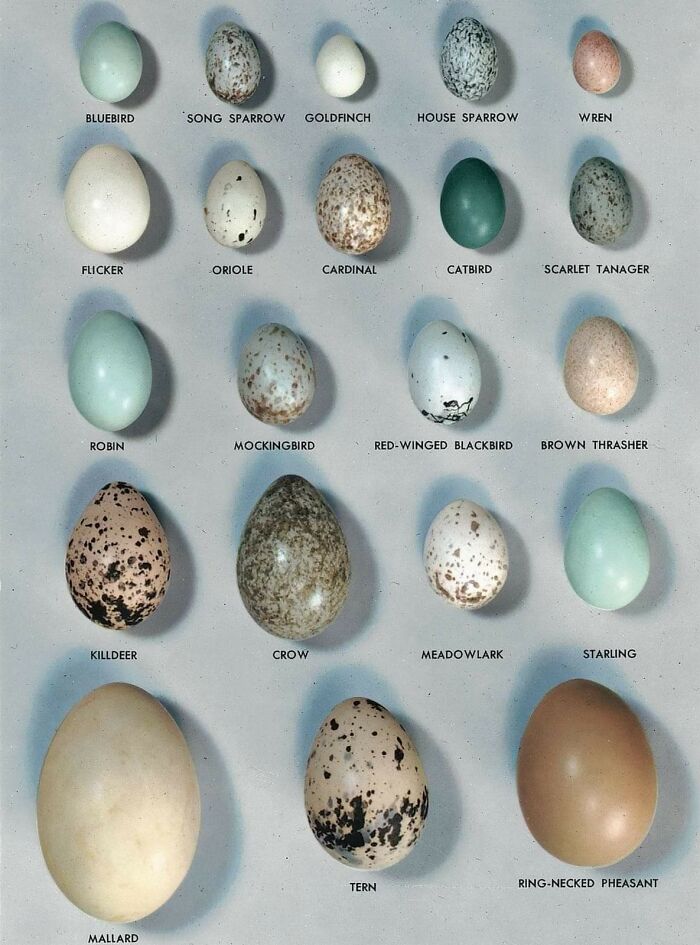 Birdy Eggs