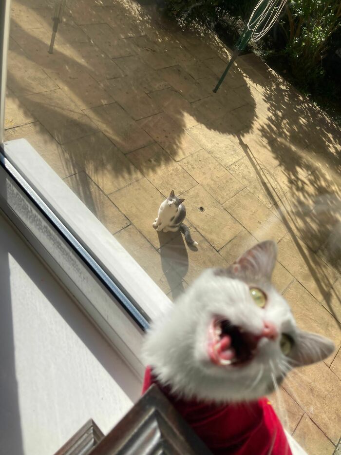 My Kitten Seeing The Neighbours Cat For The First Time
