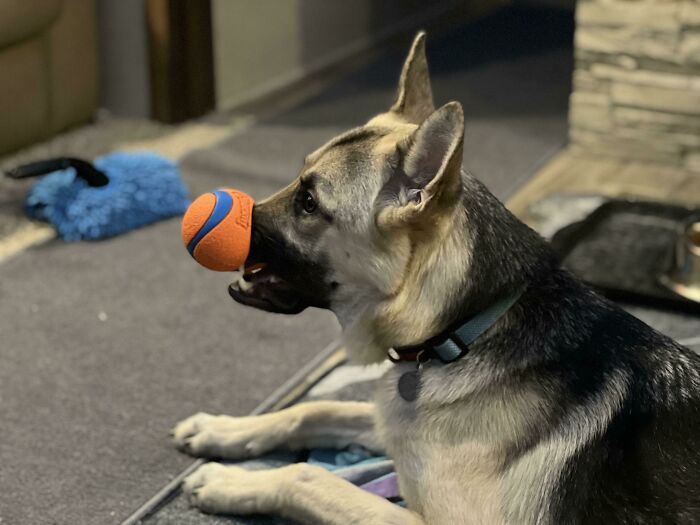 Her Ball Is Broken But She Still Loves It. Sometimes, She’ll Briefly Wear It On Her Nose