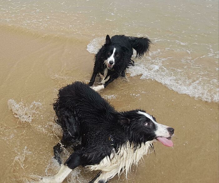 Majestic Beach Dogs