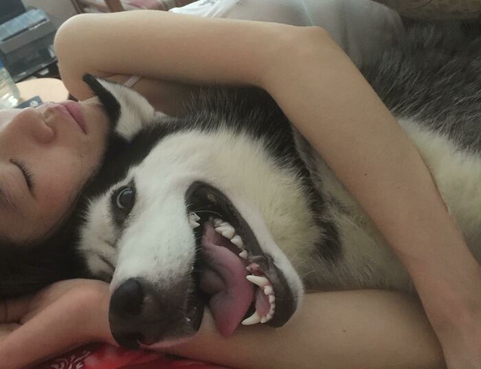 Husky Loves Nap Time...
