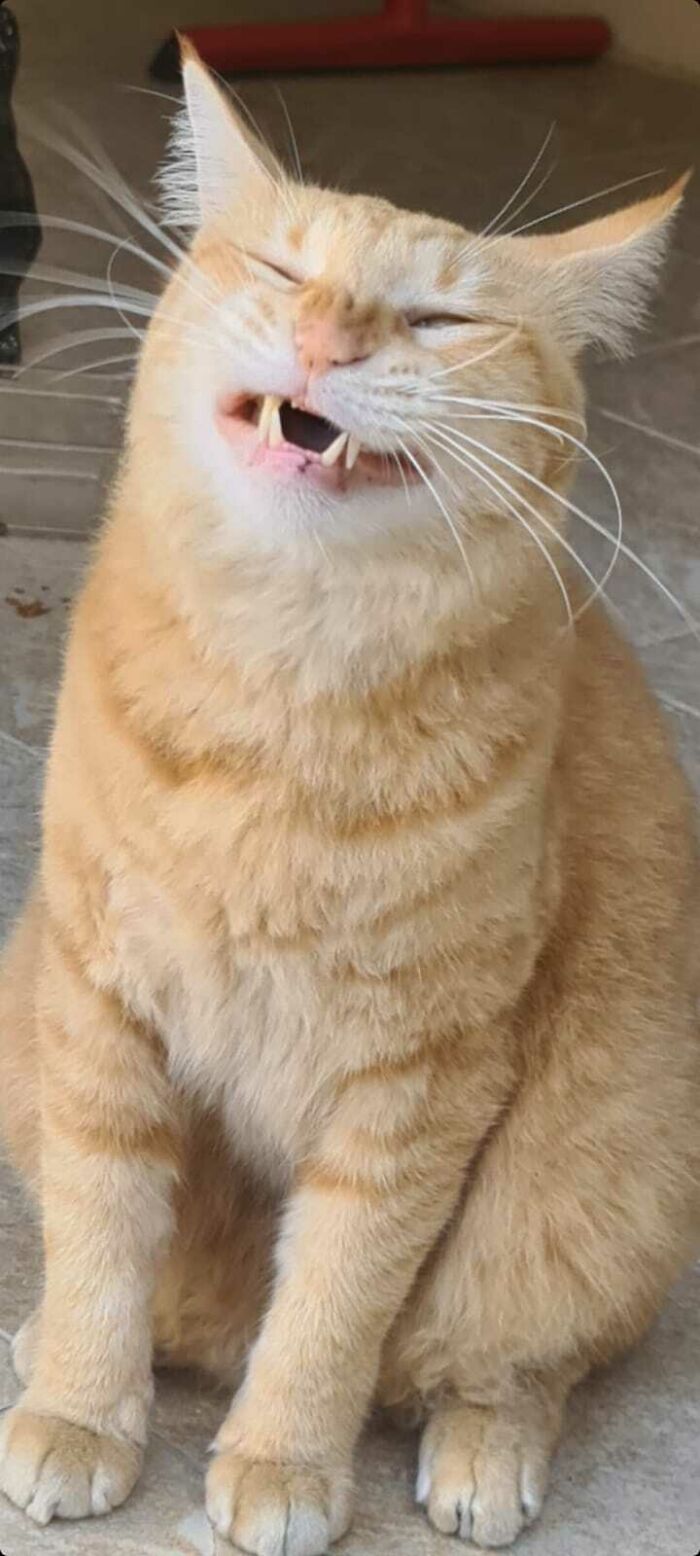 Meet The (Ex) Stray Derp That Decided To Adopt Us. Feel Free To Suggest Potential Names For Him