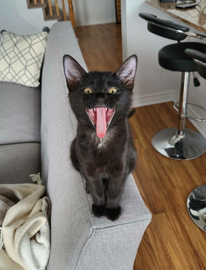 Caught Mid-Yawn