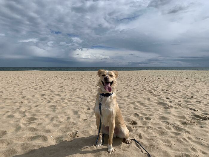 Just Got To Our Beach Vacation And I Managed To Capture This Majestic Look On The Face Of My Big Derp