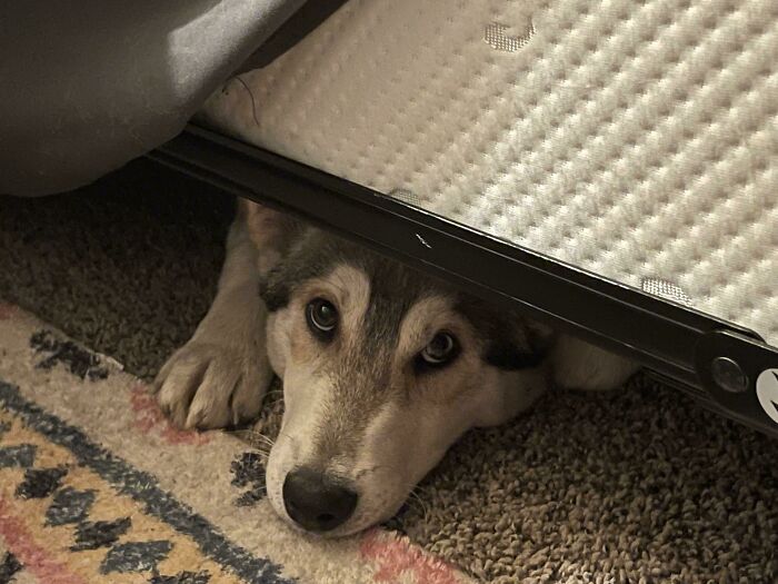 Our Dog Climbs Under The Bed And Barks