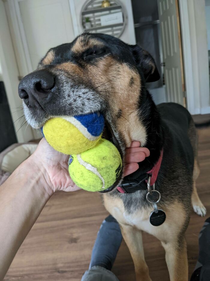 My Dog Loves Balls In Her Mouth