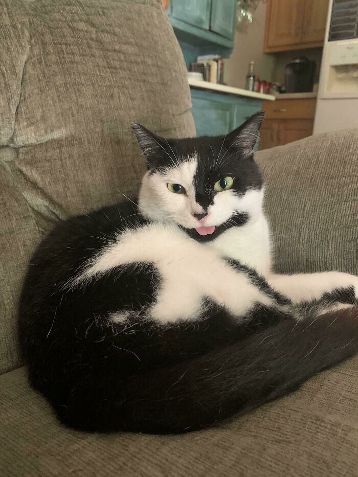 My Little Cow-Cat, Oliver, Blepping