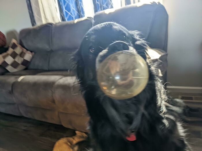 Maybe A See-Through Ball Isn't The Best Toy Idea For My Dog...