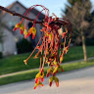 sanchishiva_1 avatar