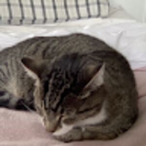 evelyncosgrove avatar