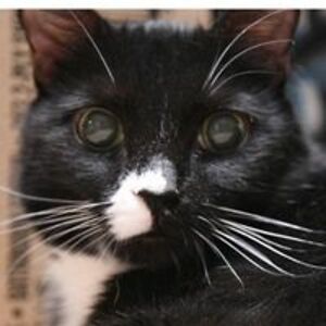 chasidawn2000 avatar