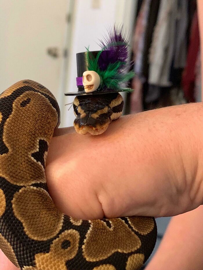 Cute Snake With Hat