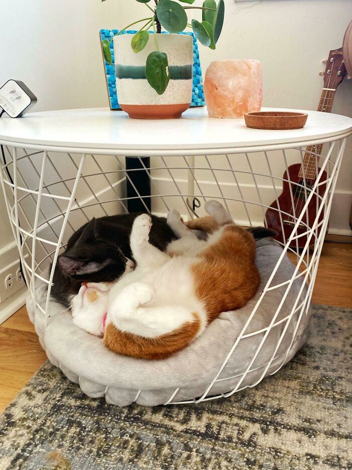 I Hacked An Kvistbro Table To Be A Cute Pet Crate For My Dog (And Cats)