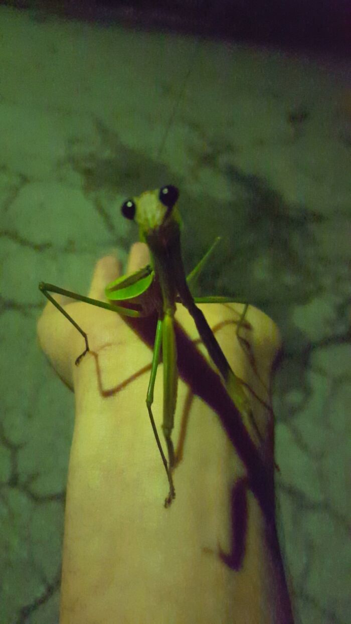 I Met A Cute Little Mantis Last Night
