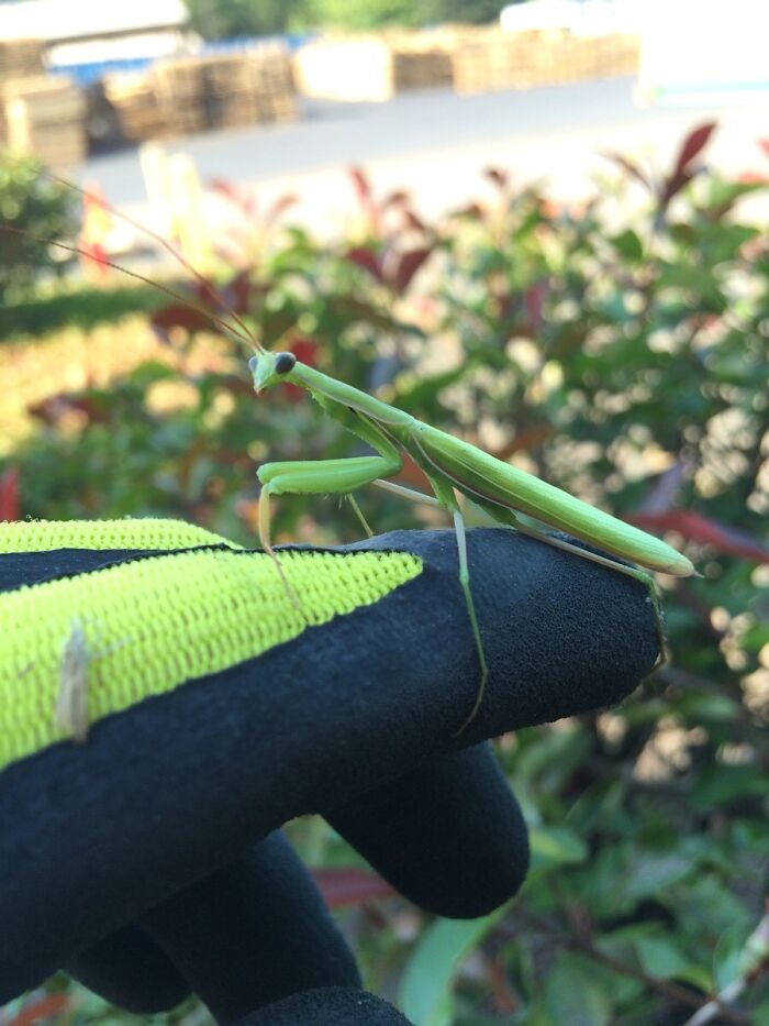 I Found This Cute Mantis The Other Day