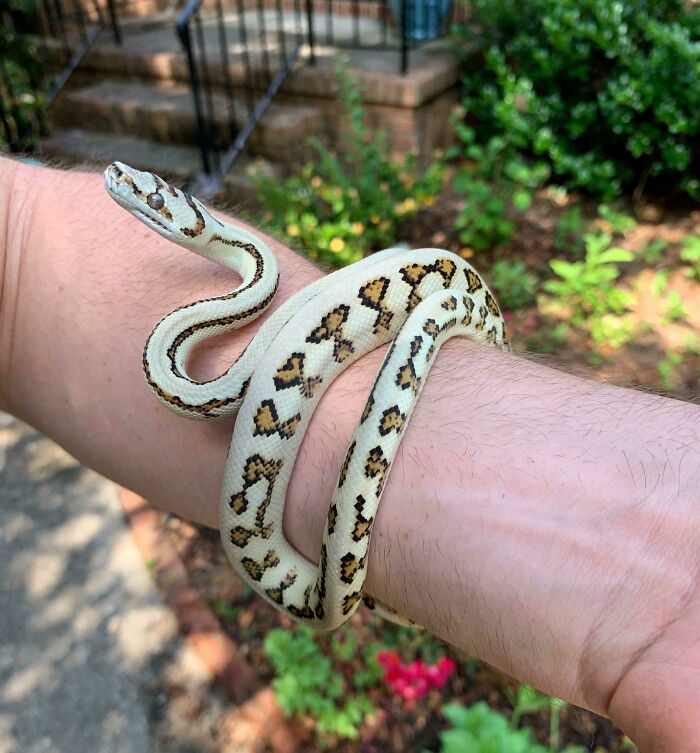 A Beautiful Carpet Python I’m Raising Up