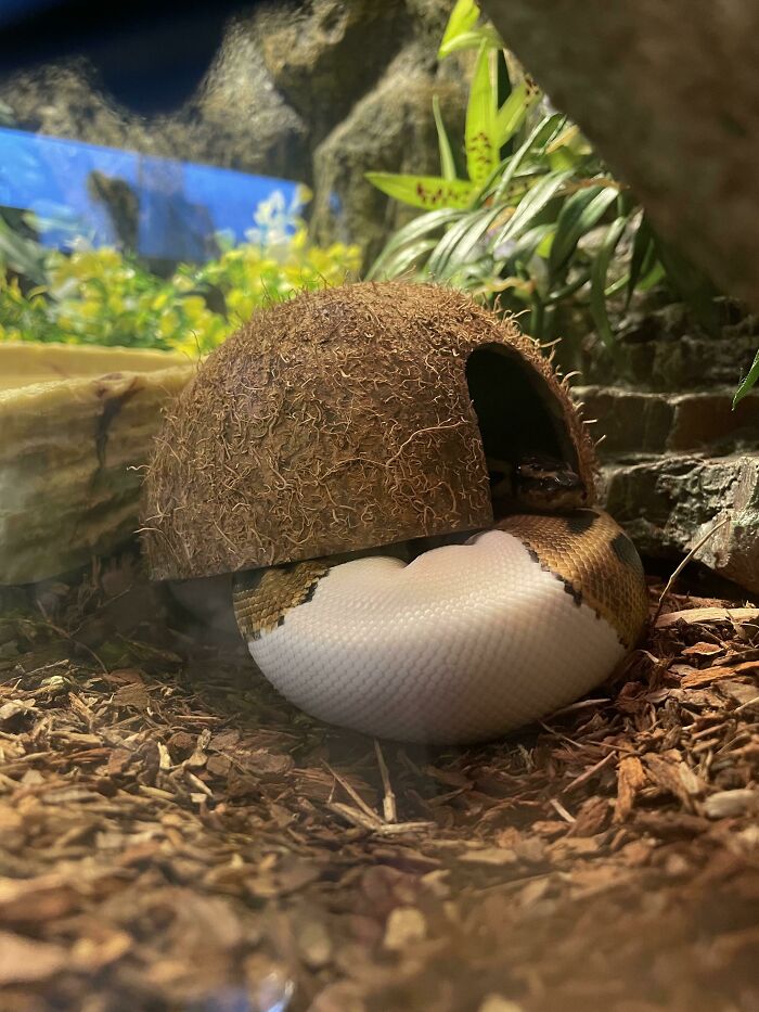 When You Have Multiple Bigger Hides But The Small Coconut Just Hits Different
