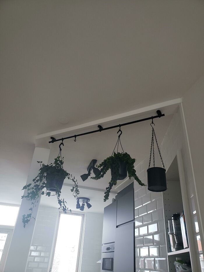 Fintorp Used To Hang Plants On My Ceiling